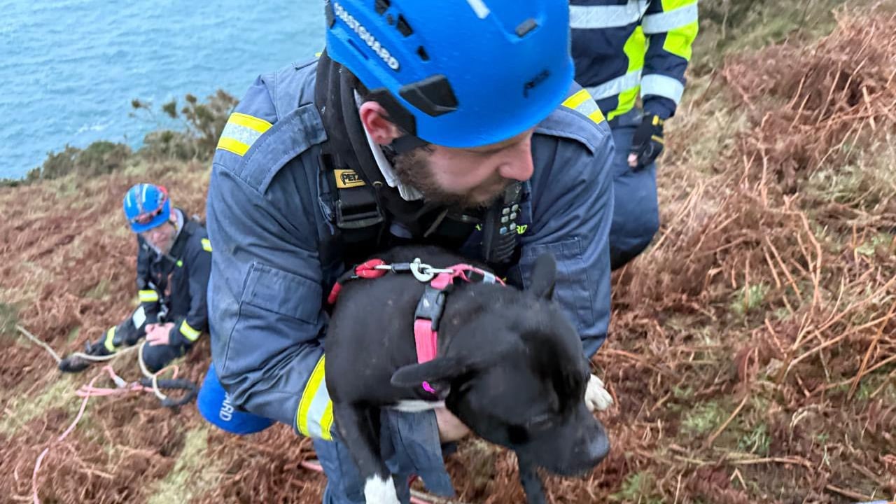Dog rescued from cliff after multi-agenc