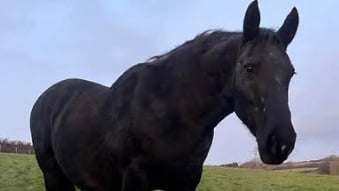 Home of Rest for Old Horses announces sa