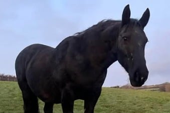 Home of Rest for Old Horses announces sa