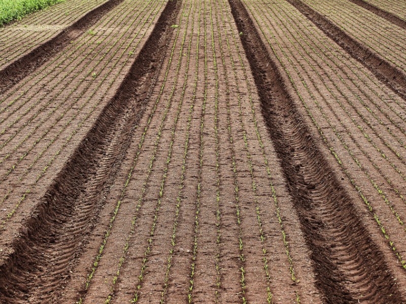 Island's horticulture sector facing