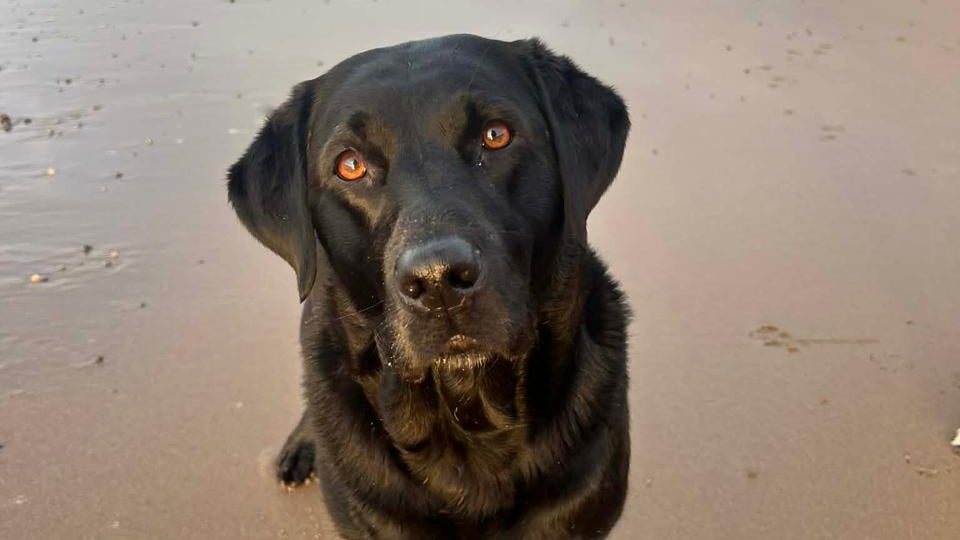 Meet the Manx dog heading to Crufts only