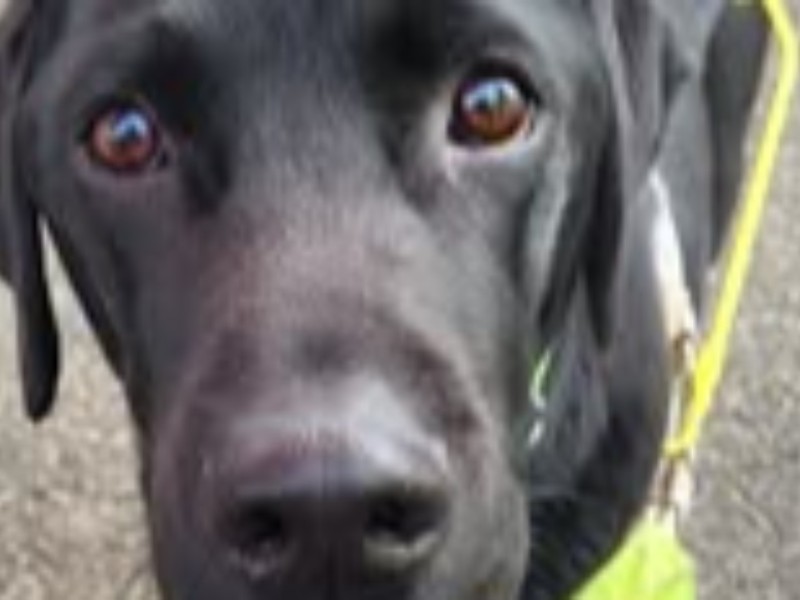 Ramsey resident hopes to name puppy in h